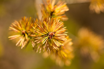 Sprig of pine in the morning sun