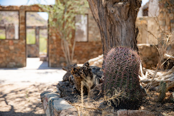 cactus at the old trading post