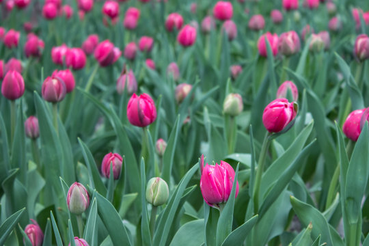 The field of beautiful pink tulips