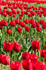 カラフルなチューリップ畑