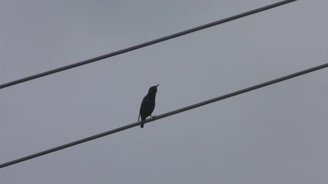 Bird sitting on powerline calling other birds