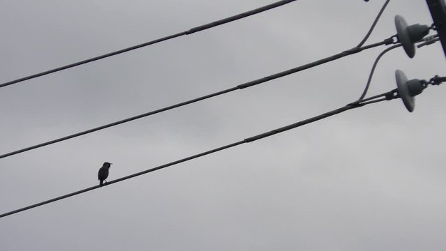 Bird sitting on powerlines calling fellow birds
