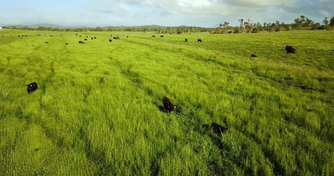 Aerial view of a pasture with grazing cattle.