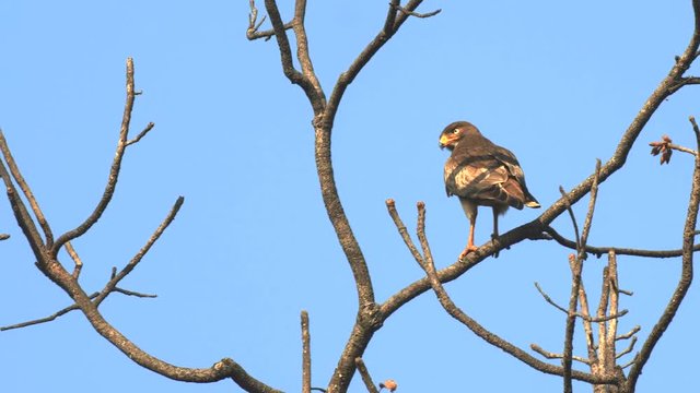a white eyed buzzard in a tree preens its feathers at tadoba andhari tiger reserve in india