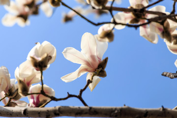 Magnolia blossom in spring