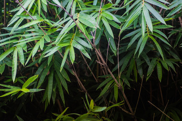 Fresh Bamboo leaves in a forest