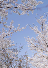 Flower plum blossoms in full bloom in Wuhan East Lake. It’s focus on the flower.