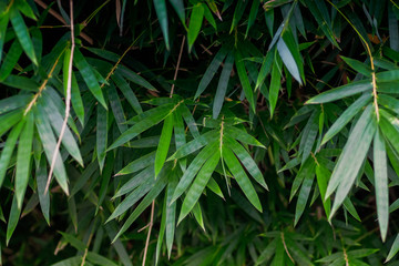 Fresh Bamboo leaves in a forest