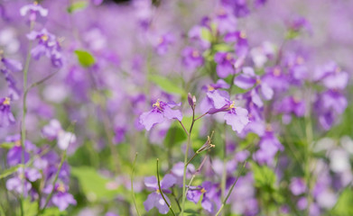 The little purple flower at the East lake. It’s for everybody to travel here. And then the weather is suitable to Spring season.