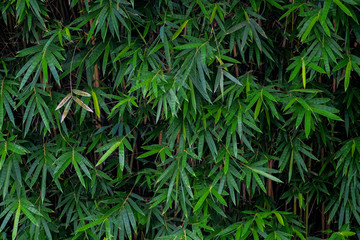 Fresh Bamboo leaves in a forest