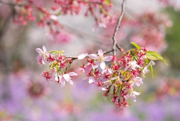 Flower plum blossoms in full bloom in Wuhan East Lake. It’s focus on the flower.