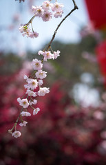 Flower plum blossoms in full bloom in Wuhan East Lake. It’s focus on the flower.