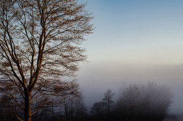 641-79 Forest Edge Mist