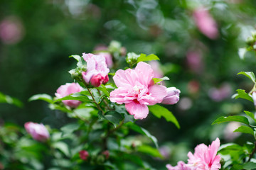 Colorful flowers blooming background, Flower Festival, Summer vibes