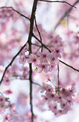 Flower plum blossoms in full bloom in Wuhan East Lake. It’s focus on the flower.