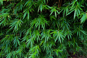 Fresh Bamboo leaves in a forest
