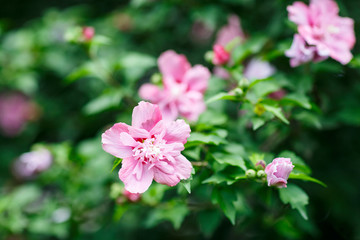 Colorful flowers blooming background, Flower Festival, Summer vibes