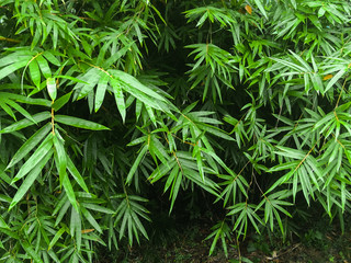 Naklejka premium Fresh Bamboo leaves in a forest