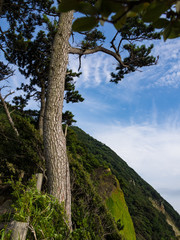 【静岡県伊豆半島ジオパーク】西伊豆黄金崎の風景【夏】