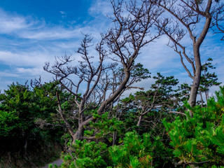 【静岡県伊豆半島ジオパーク】西伊豆黄金崎の風景【夏】