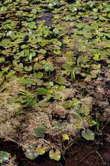 642-61 Water Shileds and Duckweed