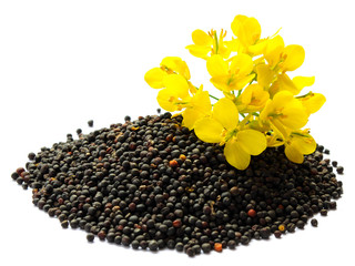 Rapeseed plant with yellow flowers and seeds. Mustard plant yellow blossom. Canola seeds and fresh canola flowers isolated on white background. Canola flower and canola isolated on white.