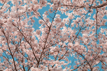 Beautiful cherry blossom sakura in spring time with blue sky  background in Japan.