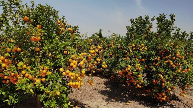 A spanish orange grove. The drone turns slowly close to tree height horizontally around an orange tree with many fruits in a blue sky with sunshine.