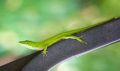 Green Anole lizard (Anolis carolinensis) crawling on an iron bench in the garden. Natural green background with copy space.