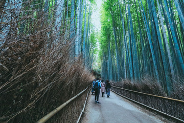 Beautiful  bamboo forest at Arashiyama, Kyoto, Japan.
