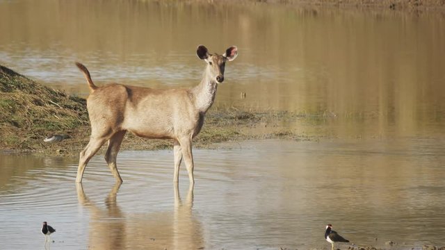 a female sambar deer drinks from a waterhole at tadoba andhari tiger reserve in india- 4K 60p