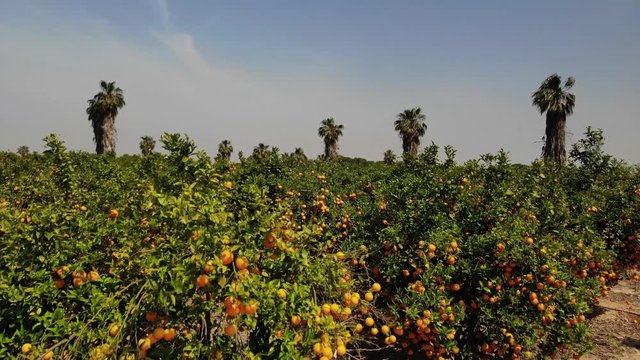Flight with the drone over an orange grove in Spain with ripe fruits and blue sky in sunshine.
