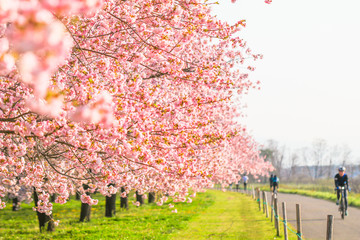 Beautiful cherry blossom trees or sakura blooming beside the country road in  spring day,Japan.
