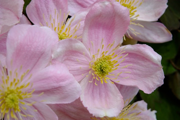 Clematis  der Hecke