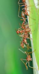 Red ant colony on the leaves
