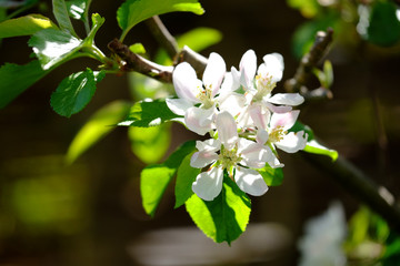 Apfelblüten warten auf die Bienen  