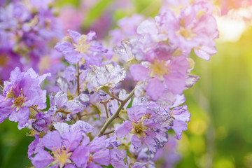 Inthanin, Queen's flower, Inthanin flower close-up