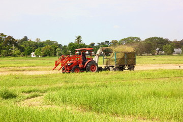 mower machine works in grass farm