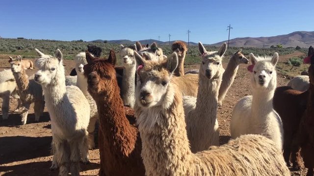A herd of alpacas stand at attention. They are observant and watch the observer. HD