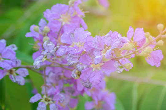 Inthanin, Queen's flower, Inthanin flower close-up
