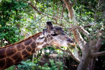 Giraffe