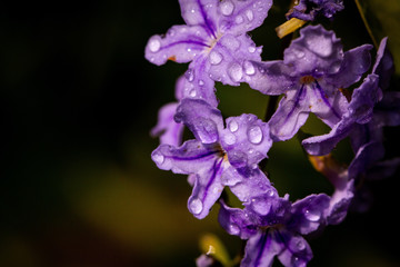 Fototapeta na wymiar Golden dew drop flowers