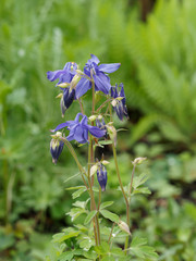 Aquilegia vulgaris - Ancolie commune ou ancolie des jardins avec ses pétales bleus en forme de...