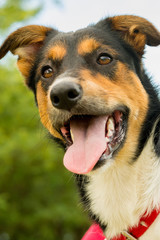 Perro