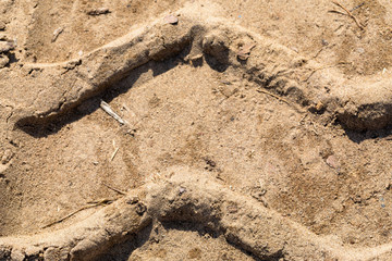 Print of a protector of tires of the car in crude sand on the river bank with various blades. Macro.