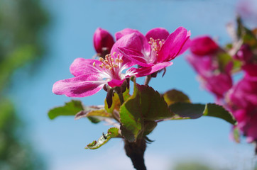 A blooming branch of an apple tree against a blue sky