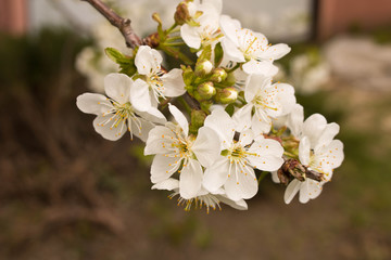 Flowering cherry.  The concept of spring. Blossoming garden. Selective focus.