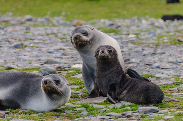 Fototapeta premium Impression of the seals resting on the beaches at Fortuna Bay, south Georgia.