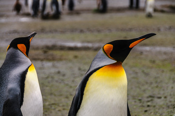 Two King Penguins -Aptenodytes patagonicus- standing on the Salisbury Plains, South Georgia