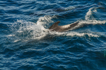 Obraz premium A group of Long-Finned Pilot Whales -Globicephala melas- swimming in the South Atlantic Ocean, near the Falkland Islands
